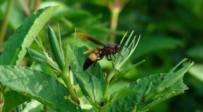 Ong vò vẽ