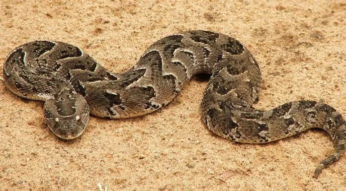 Rắn chữa bệnh