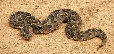 Rắn chữa bệnh