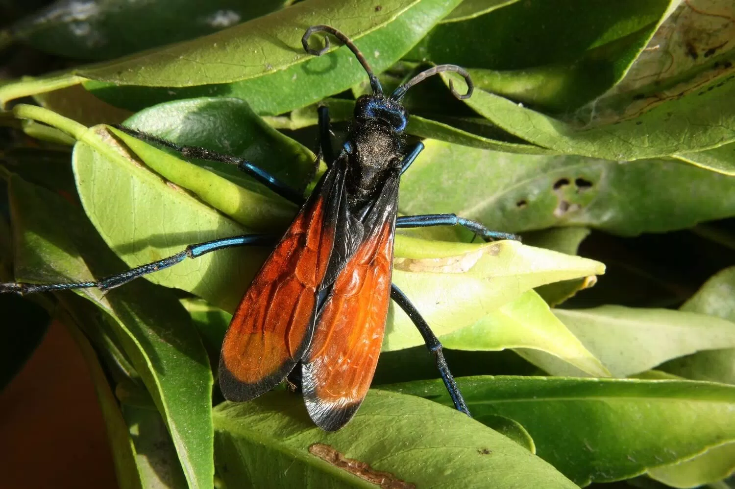 Tarantula Hawk