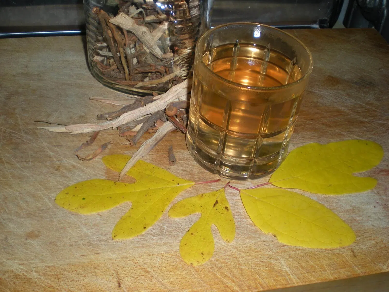 sassafras