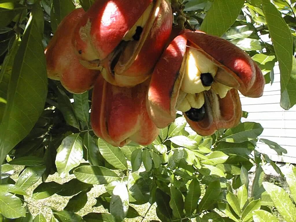 Trái ackee