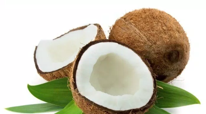 Cây dừa sáp