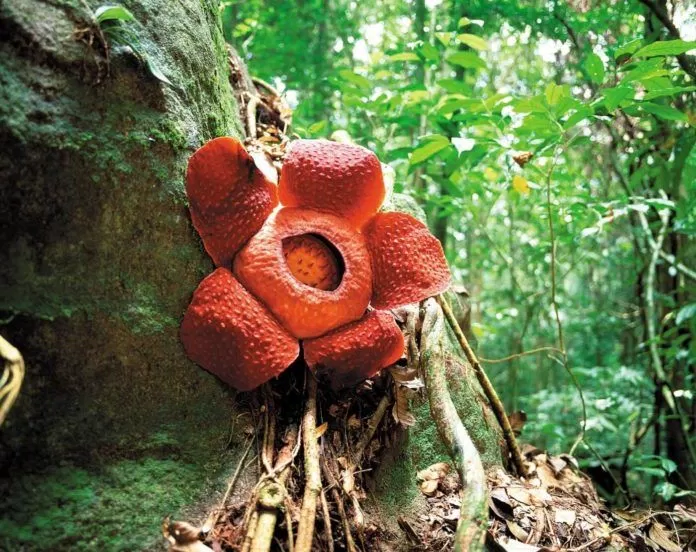 Gunung Mulu