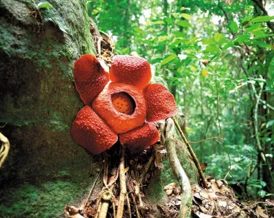 Gunung Mulu