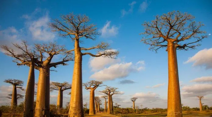 Madagascar
