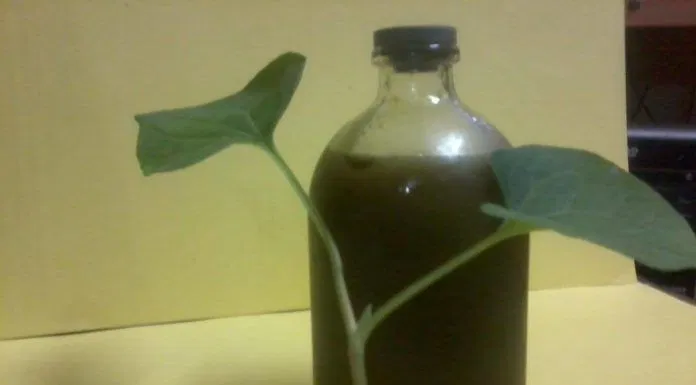 Nước diếp cá