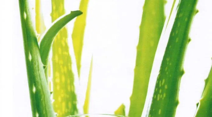 Nước nha đam