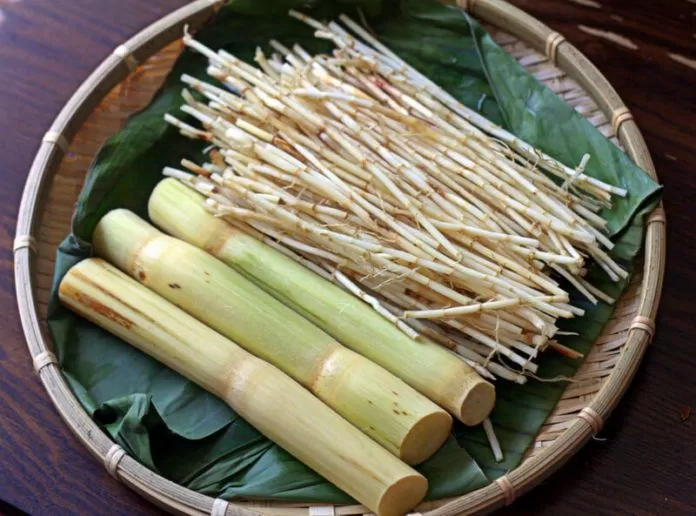 Rễ tranh và mía