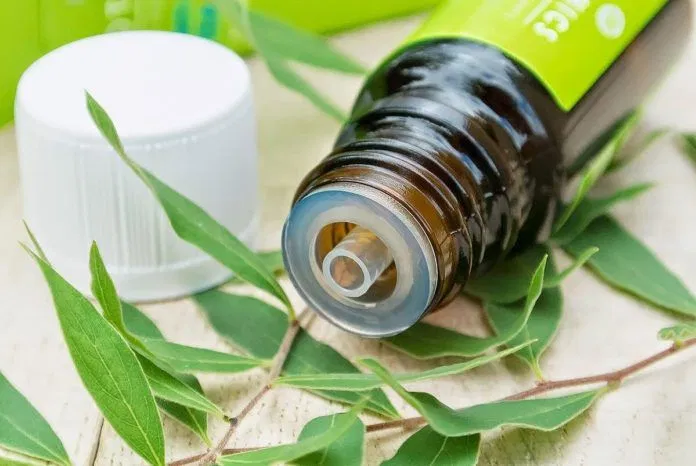 Dầu tràm trà