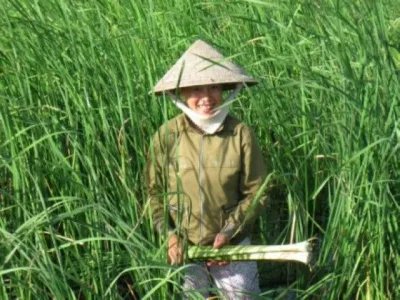 cây bồn bồn
