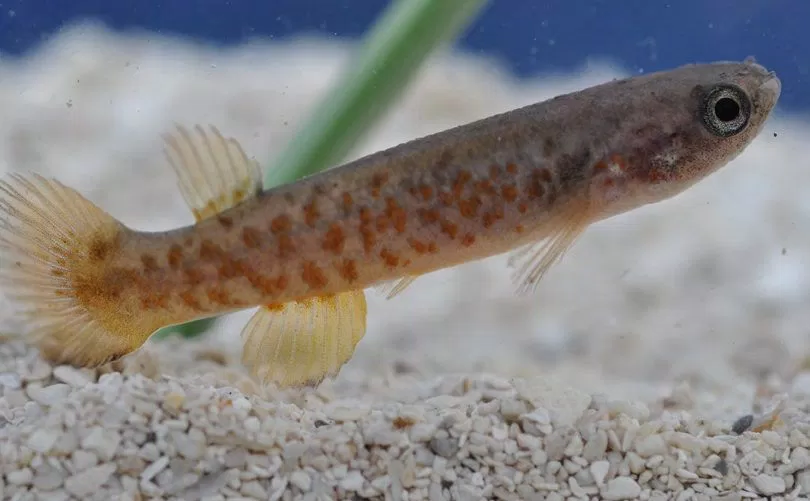 Cá Mangrove rivulus