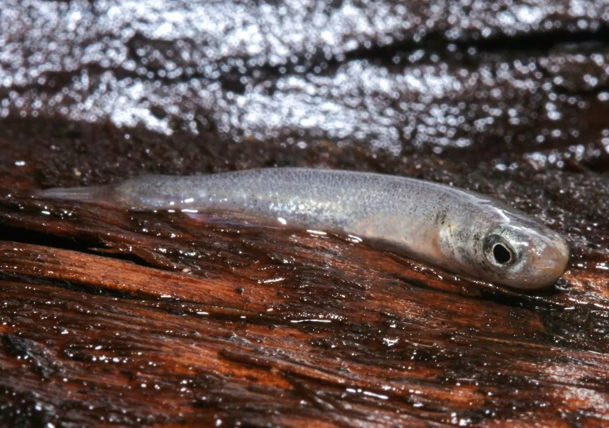 Cá Mangrove rivulus (Nguồn Internet)