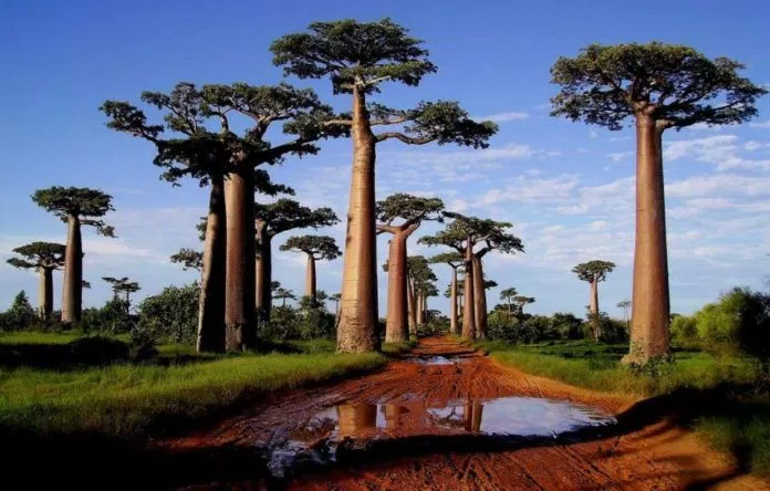 Cây Baobab