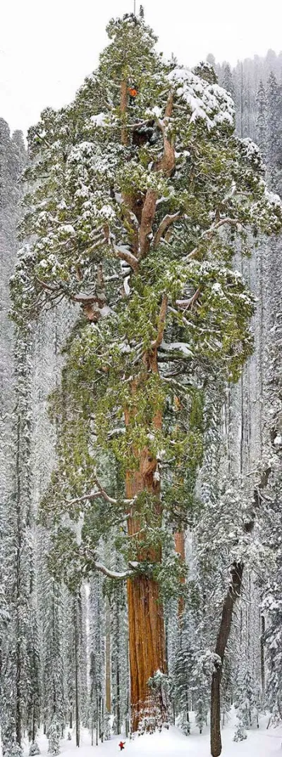 Cây Sequoia