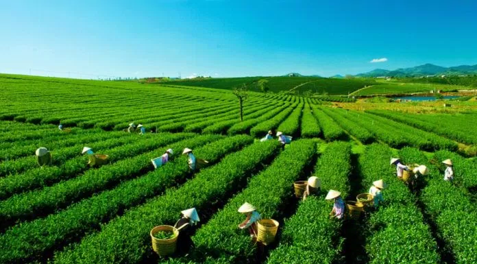 3 địa điểm nên đặt chân đến khi du lịch Bảo Lộc