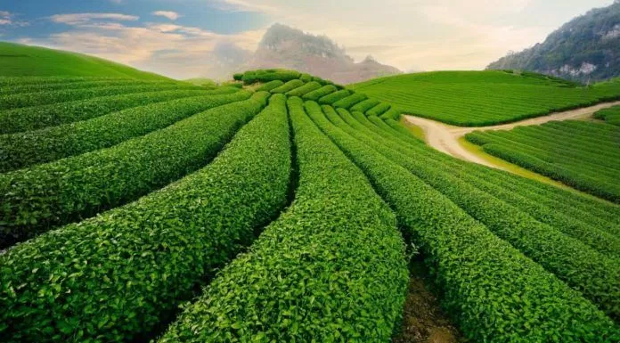 3 địa điểm nên đặt chân đến khi du lịch Bảo Lộc