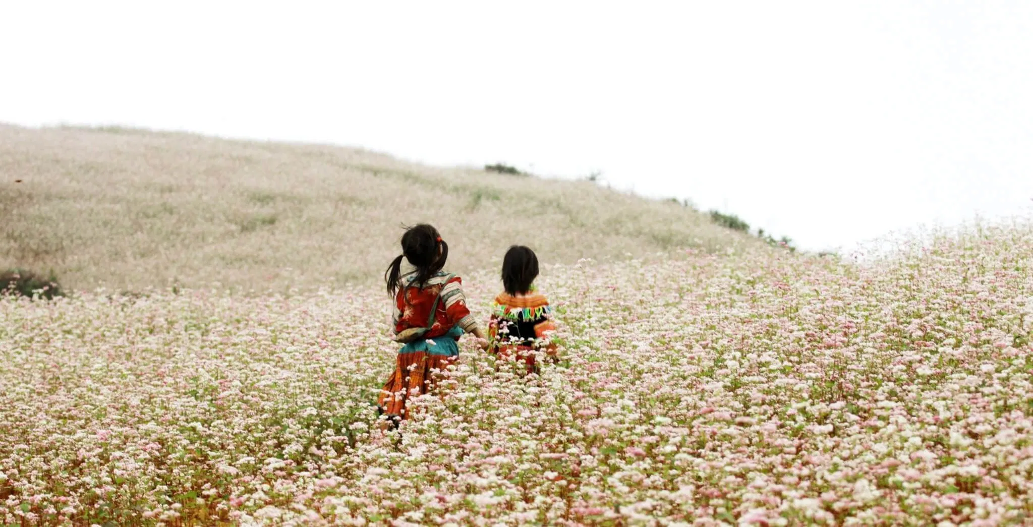 hoa tam giác mạch