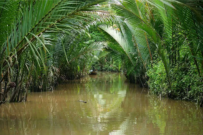 Dừa nước ven sông