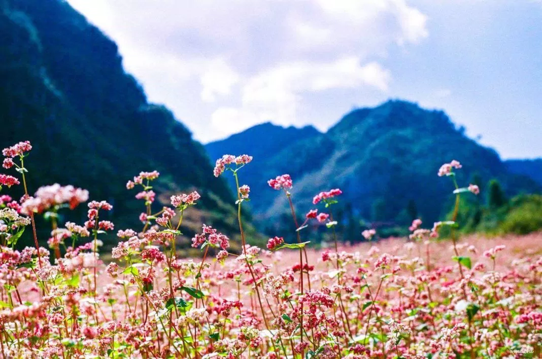 Hà Giang đẹp nhất mùa hoa