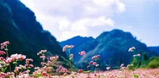 Hà Giang đẹp nhất mùa hoa