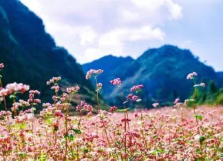 Hà Giang đẹp nhất mùa hoa