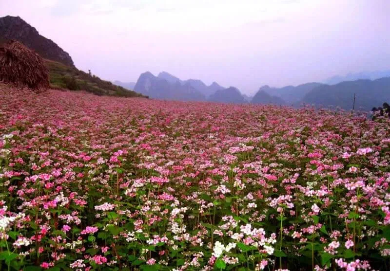 hoa tam giác mạch