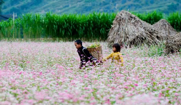 Hoa Tam Giác Mạch ở Hà Giang