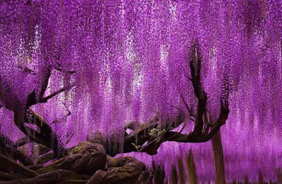 Hoa Tử Đằng