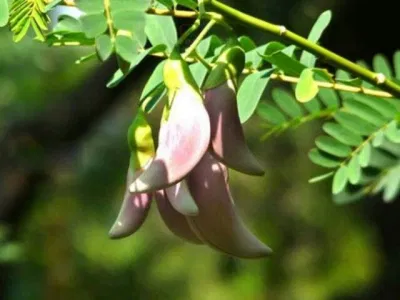 bông so đũa