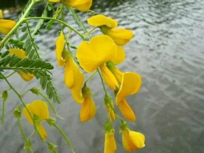 bông điên điển