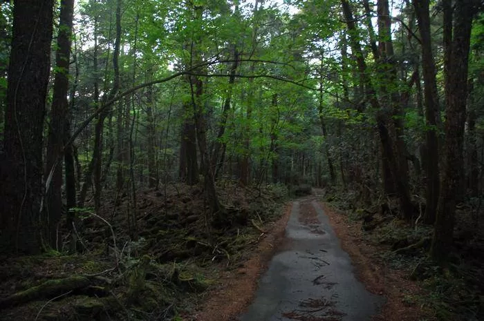 Aokigahara được mệnh danh là "nơi hoàn hảo nhất để tự sát" (Ảnh: internet)