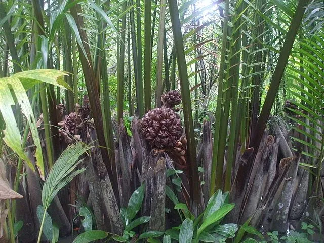 Dừa nước