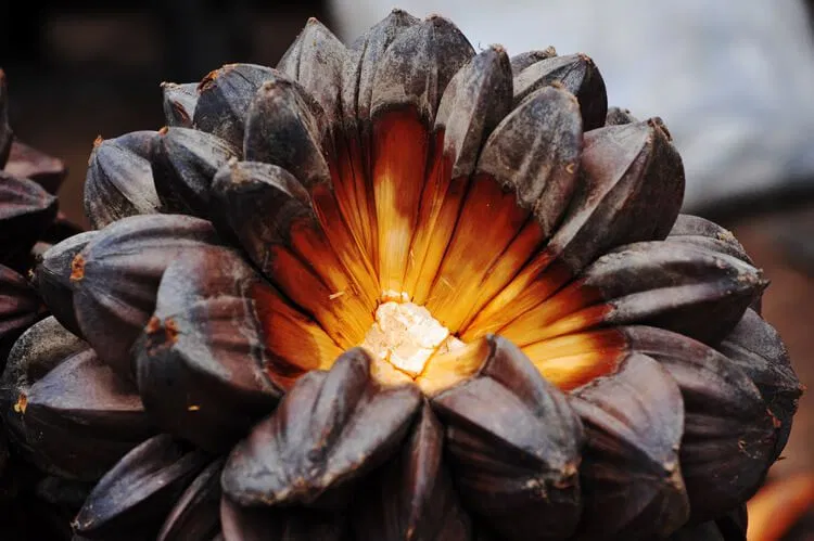 Lạ lùng trái dừa nước