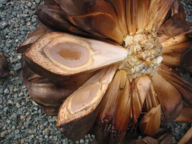 Lạ lùng trái dừa nước