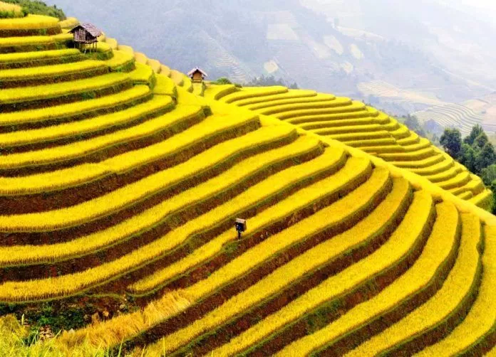 Mù Cang Chải