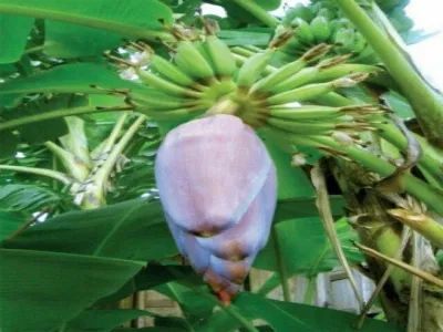 bắp chuối