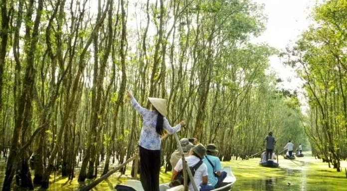 Rừng Trà Sư