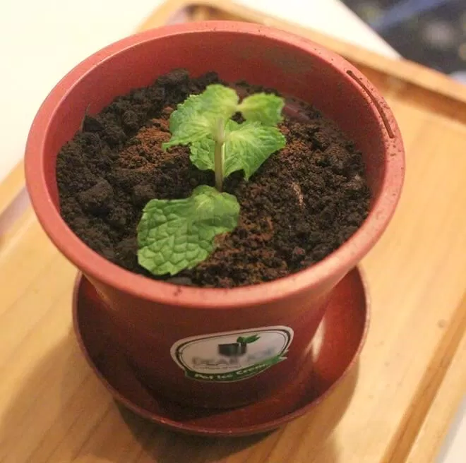 coffee rừng biển