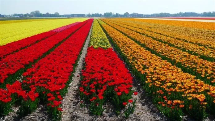 Luống hoa tulip