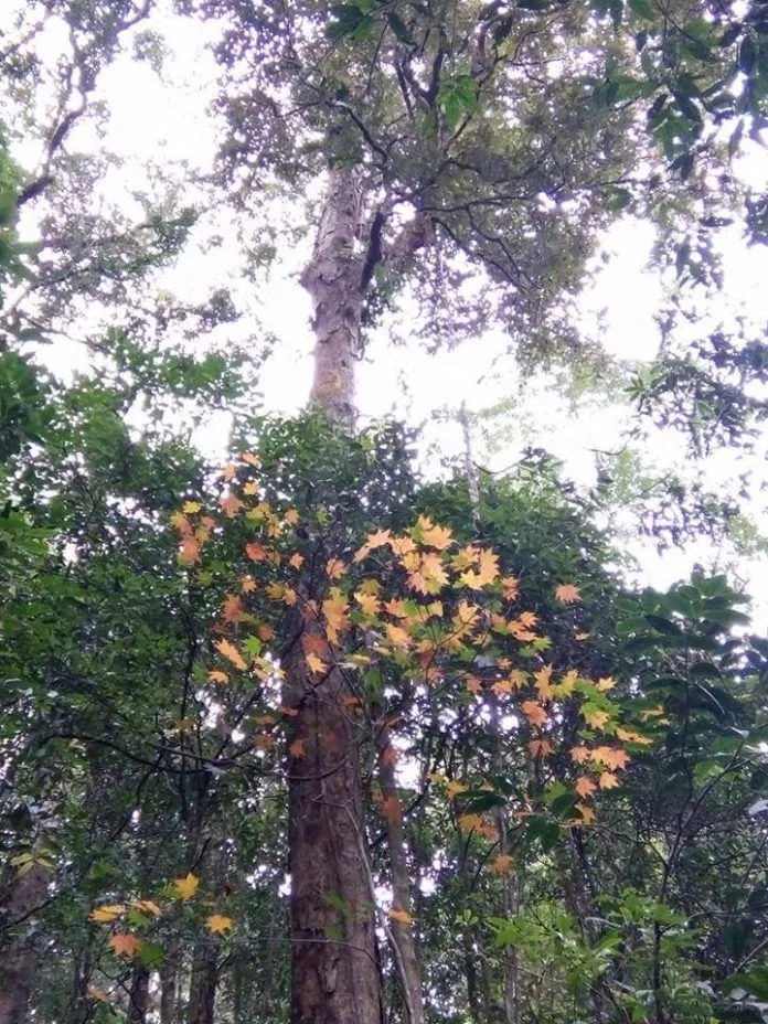 Lá phong