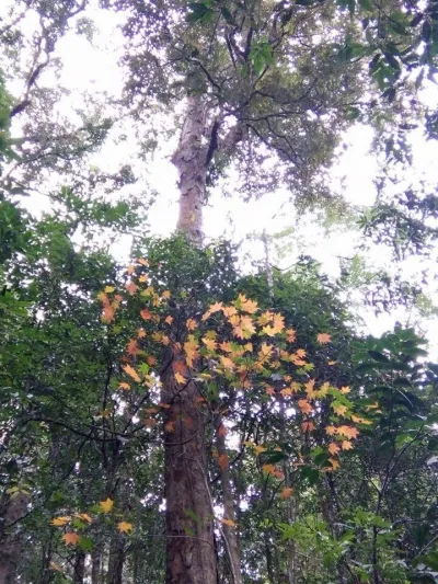 Lá phong