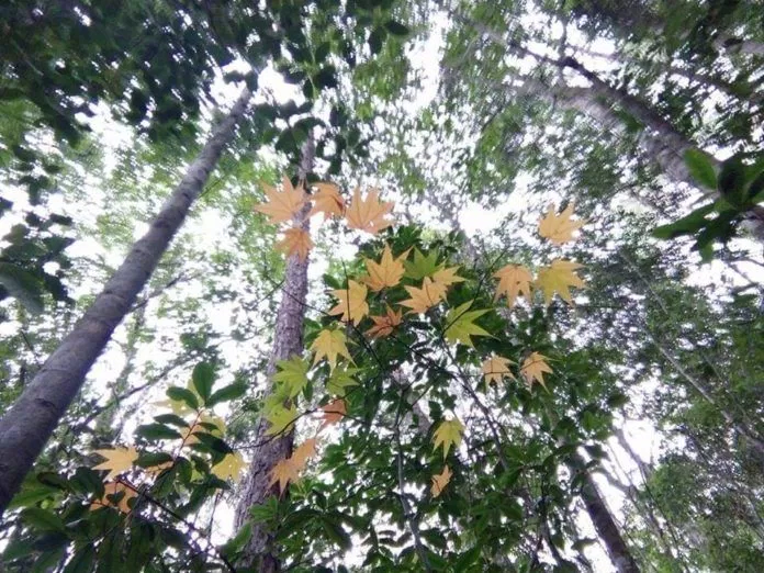 Lá phong