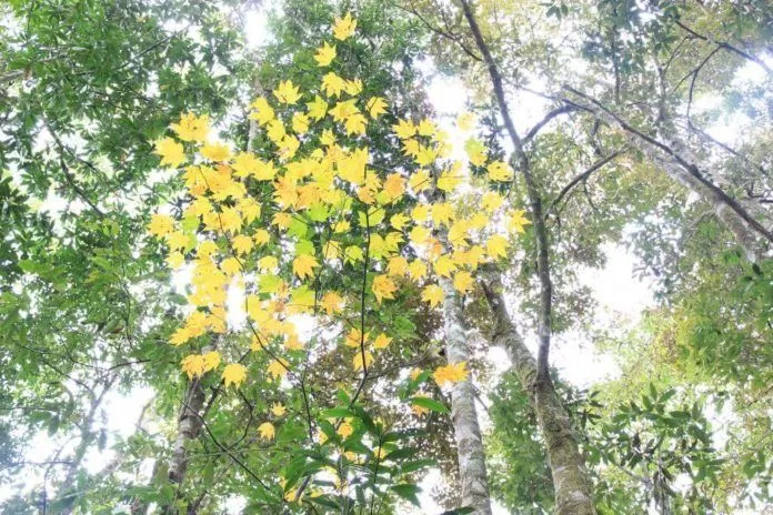 Lá phong
