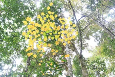 Lá phong