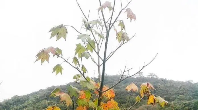 Mọc rải rác