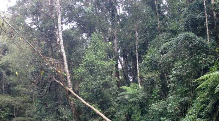 Suối