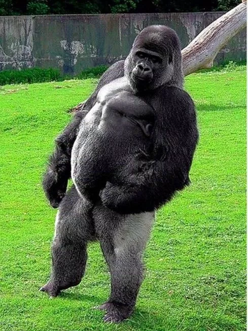 Gorilla