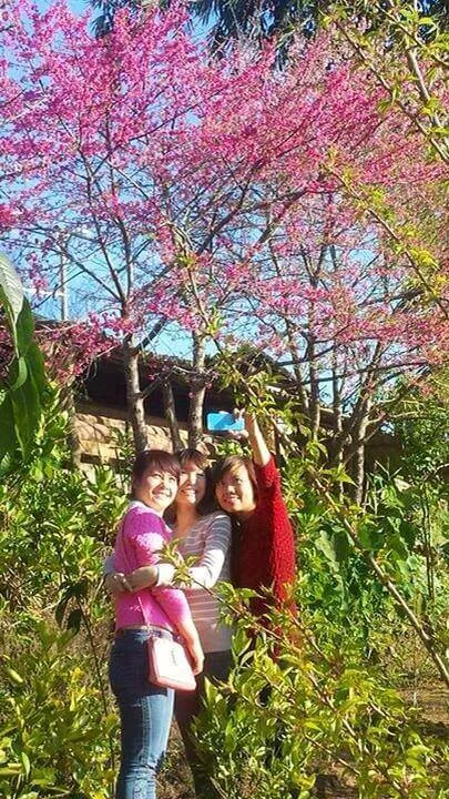 Đảo hoa Điện Biên