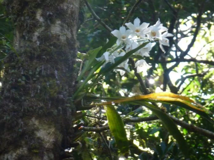 Đà Lạt